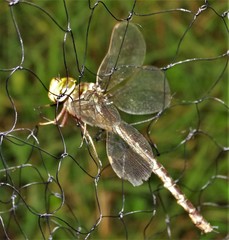 Gynacantha manderica