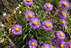 Erigeron thunbergii