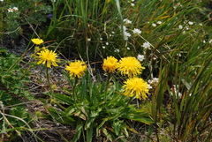 Crepis chrysantha