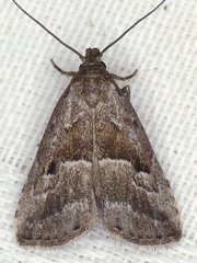 Hypenodes