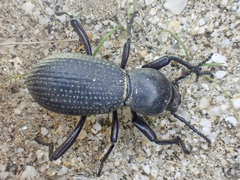 Cerenopus concolor