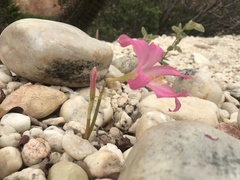 Zephyranthes sylvatica