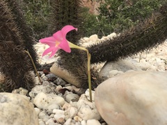 Zephyranthes sylvatica