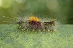 Dasychira chekiangensis