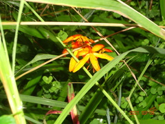 Crocosmia aurea aurea