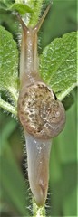 Kerkophorus melvilli