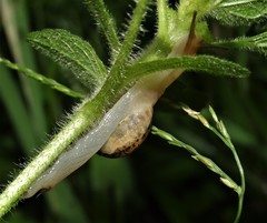 Kerkophorus melvilli