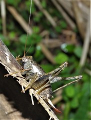 Arytropteris