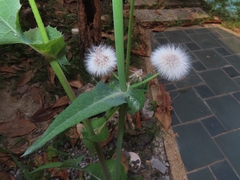Sonchus oleraceus