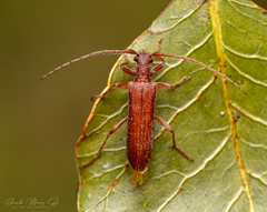 Ancylodonta tristis