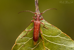 Ancylodonta tristis