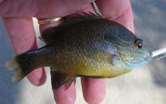 Lepomis aquilensis