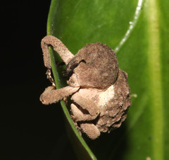 Imaliodes ventralis