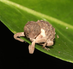 Imaliodes ventralis