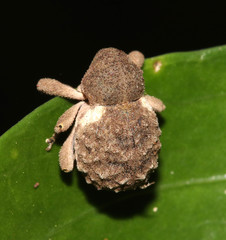 Imaliodes ventralis