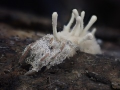 Gibellula leiopus