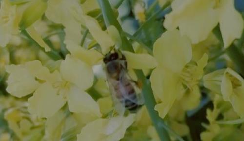 Apis mellifera