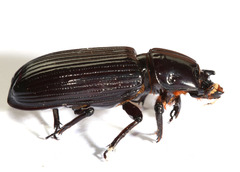 Aulacocyclus kaupii