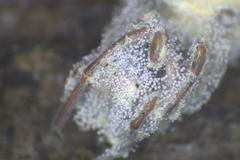 Gibellula leiopus