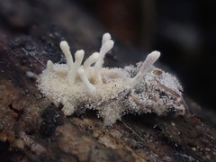 Gibellula leiopus