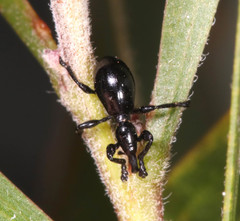 Rhynolaccus formicarius