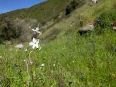 Lithophragma cymbalaria