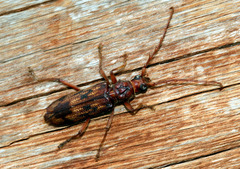 Phoracantha synonyma