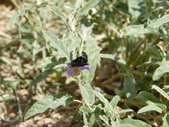 Pholisora
