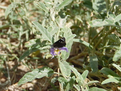 Pholisora