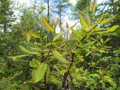 Ilex mucronata image