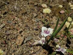Calochortus elegans nanus