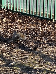 Sciurus carolinensis