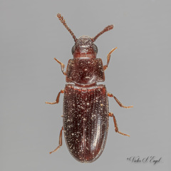 Pharaxonotha kirschii
