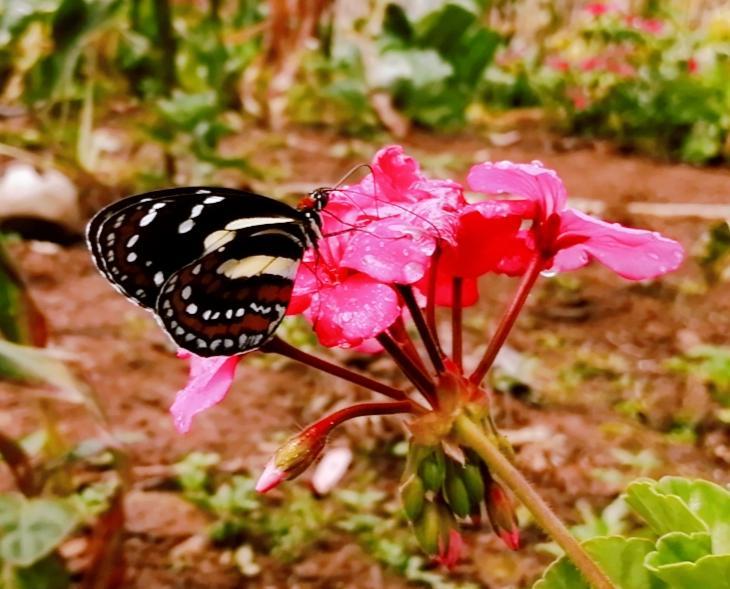 Elzunia pavonii image