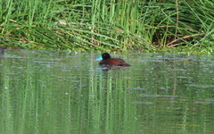 Oxyura ferruginea