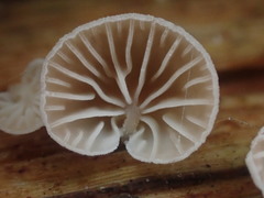 Marasmiellus affixus