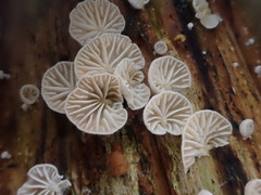 Marasmiellus affixus