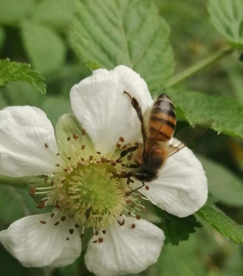 Rubus rosifolius image