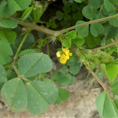 Medicago polymorpha