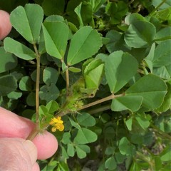 Medicago polymorpha