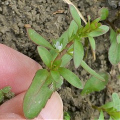 Veronica peregrina