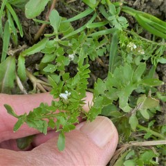 Brassicaceae