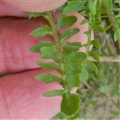 Brassicaceae