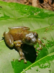 Hyloscirtus phyllognathus
