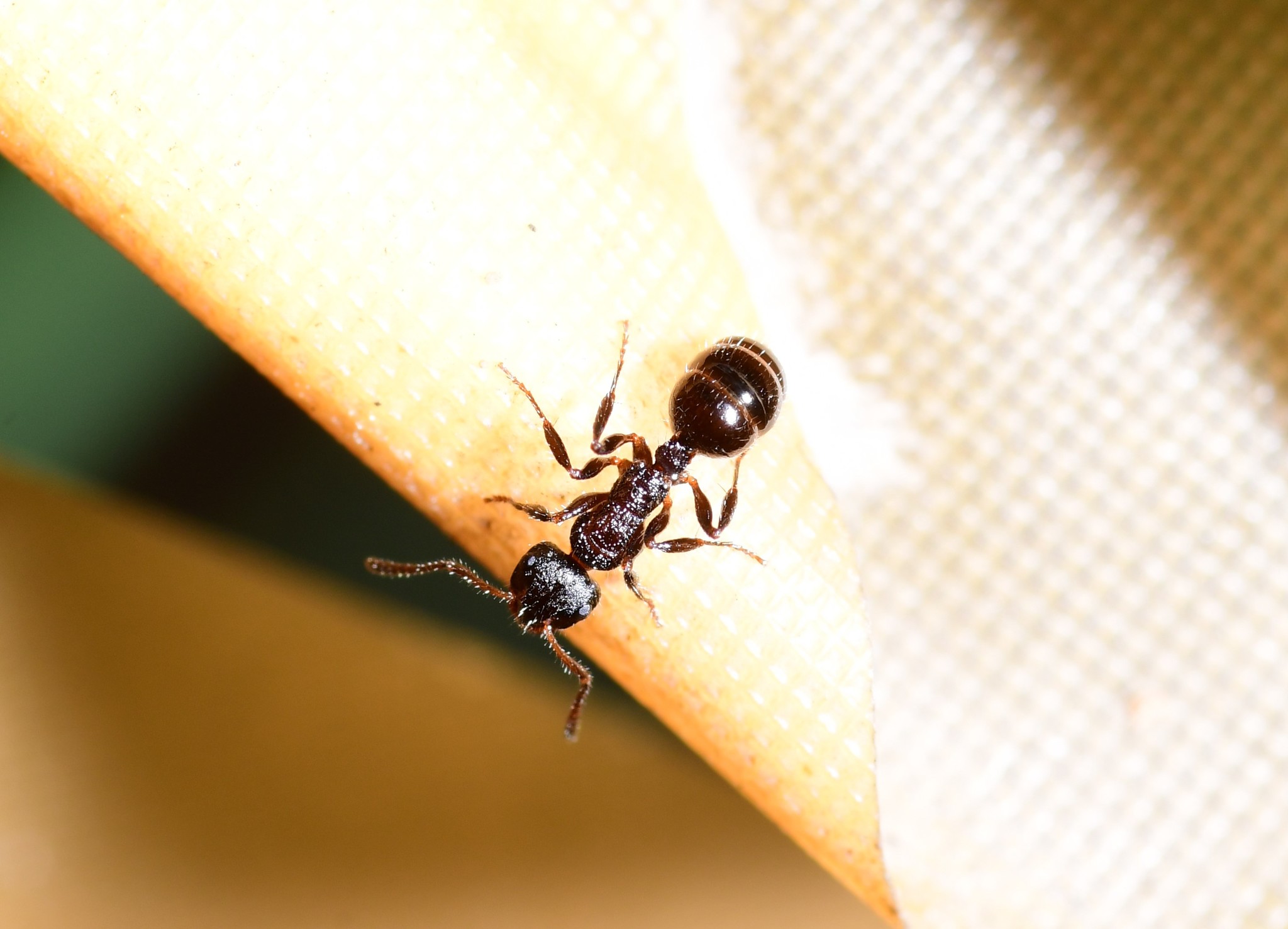 Pseudonotoncus eurysikos