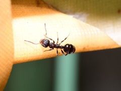 Pseudonotoncus eurysikos