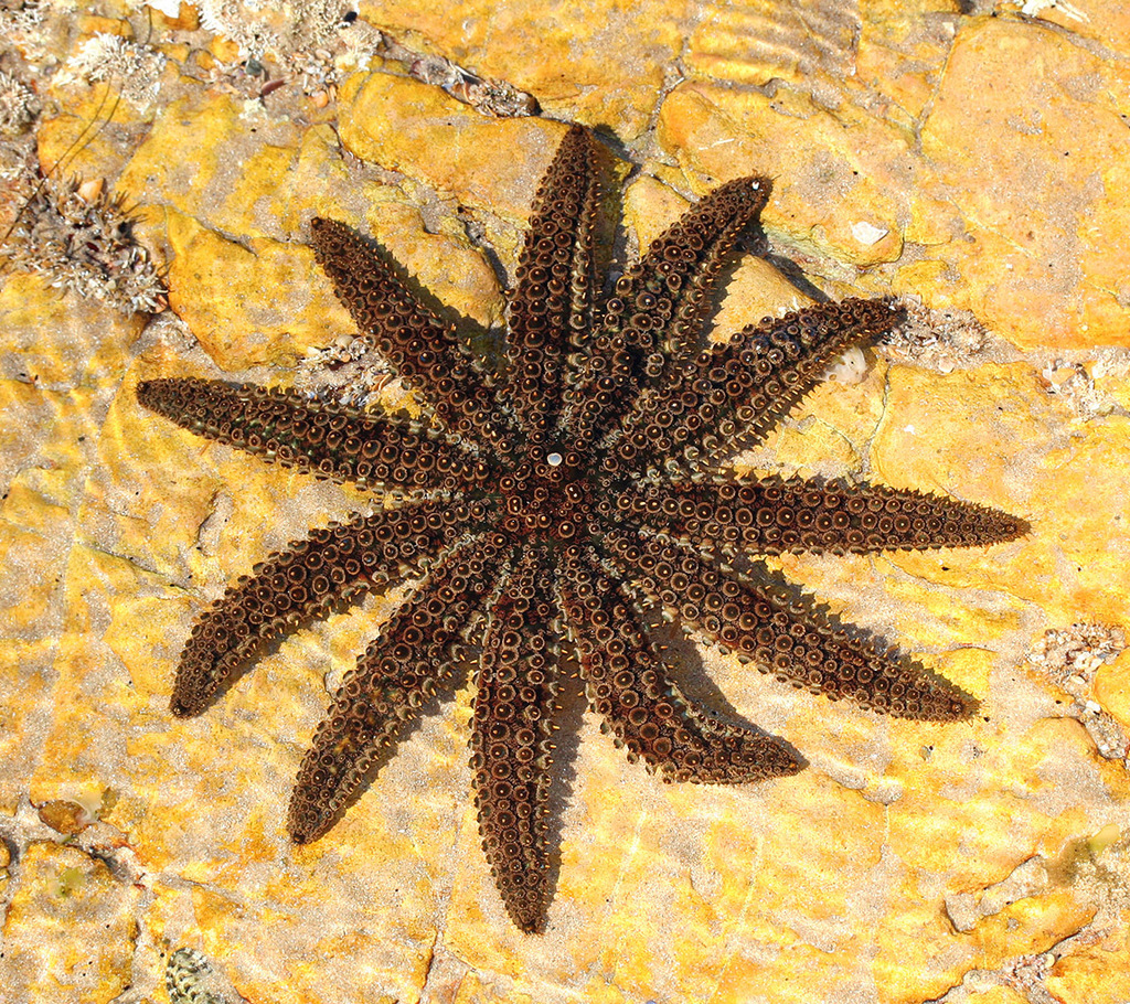 Forcipulatidan Sea Stars
