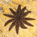 Eleven-armed Sea Star - Photo (c) Nuytsia@Tas, some rights reserved (CC BY-NC-SA)