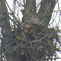 Buteo lineatus