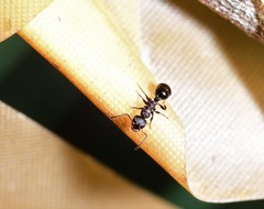 Pseudonotoncus eurysikos